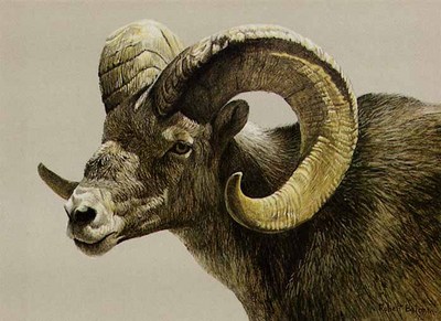 Stone Sheep Ram- Signed By The Artist								 – Paper Lithograph
								 – Limited Edition
								 – 950 S/N
								 – 
								10 7/8 x 14 3/8