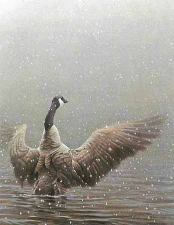 Stretching – Canada Goose- Signed By The Artist								 – Paper Lithograph
								 – Limited Edition
								 – 950 S/N
								 – 
								25 3/4 x 20