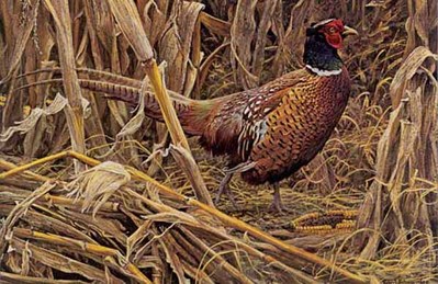 Strutting – Ring-Necked Pheasant- Signed By The Artist								 – Paper Lithograph
								 – Limited Edition
								 – 950 S/N
								 – 
								16 1/4 x 23 1/4								
								 –