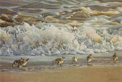 Surf And Sanderlings- Signed By The Artist								 – Paper Lithograph
								 – Limited Edition
								 – 950 S/N
								 – 
								13 1/2 x 18 1/2