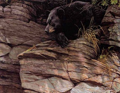 Watchful Repose – Black Bear- Signed By The Artist								 – Paper Lithograph
								 – Limited Edition
								 – 950 S/N
								 – 
								20 x 25 1/2