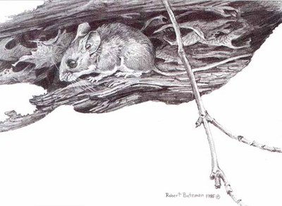 White-Footed Mouse Drawing- Signed By The Artist								 – Paper Lithograph
								 – Limited Edition
								 – 950 S/N
								 – 
								5 3/4 x 7 3/4