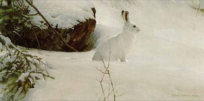 White On White – Snowshoe Hare- Signed By The Artist								 – Paper Lithograph
								 – Limited Edition
								 – 950 S/N
								 – 
								9 3/8 x 18 7/8