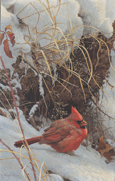 Winter Cardinal- Signed By The Artist								 – Canvas Rigiclee
								 – Limited Edition
								 – 350 S/N
								 – 
								18 x 12