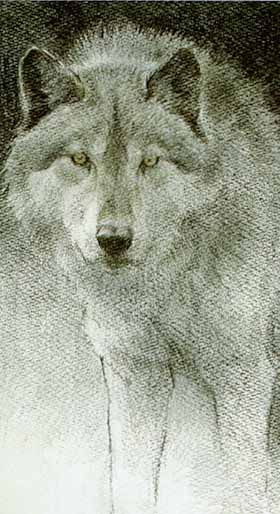 Wolf Sketch- Signed By The Artist								 – Paper Lithograph
								 – Limited Edition
								 – 950 S/N
								 – 
								8 5/8 x 11 5/8								
								 –