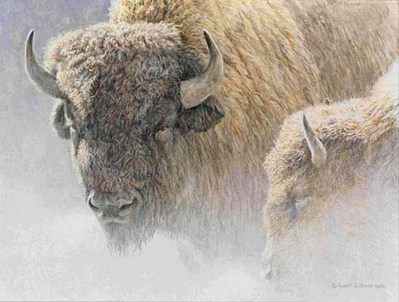 Wood Bison Portrait- Signed By The Artist								 – Paper Lithograph
								 – Limited Edition
								 – 950 S/N
								 – 
								11 1/2 x 14 1/4