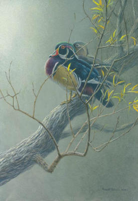 Wood Duck Pair In Willow- Signed By The Artist								 – Paper Lithograph
								 – Limited Edition
								 – 76 A/P
								 – 
								13 x 9