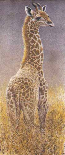 Young Giraffe- Signed By The Artist								 – Paper Lithograph
								 – Limited Edition
								 – 290 S/N
								 – 
								36 x 16								
								 –