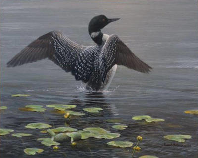 Lake Loon And Lily Pad- Signed By The Artist								 – Canvas Giclee
								 – Limited Edition
								 – 180 S/N
								 – 
								16 x 20