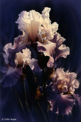 Purple Iris- Signed By The Artist								 – Canvas Giclee
								 – Limited Edition
								 – 350 S/N
								 – 
								30 x 20