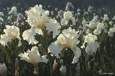 White Iris Garden- Signed By The Artist								 – Paper Giclee
								 – Limited Edition
								 – A/P
								 – 
								36 x 24