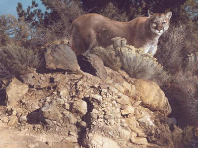 Cliff Dweller – Cougar- Signed By The Artist								 – Canvas Giclee
								 – Limited Edition
								 – 40 A/P
								 – 
								27 x 36