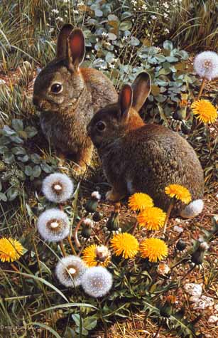 Colorful Playground – Cottontails- Signed By The Artist								 – Paper Lithograph
								 – Limited Edition
								 – 950 S/N
								 – 
								18 1/8 x 11 7/8								
								 –