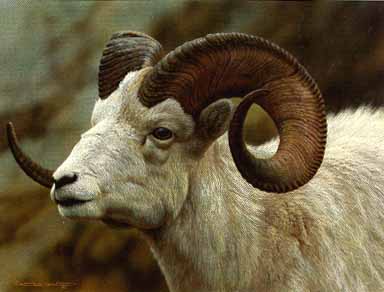 Dall Sheep Portrait- Signed By The Artist								 – Paper Lithograph
								 – Limited Edition
								 – 76 A/P
								 – 
								13 5/8 x 16 3/8