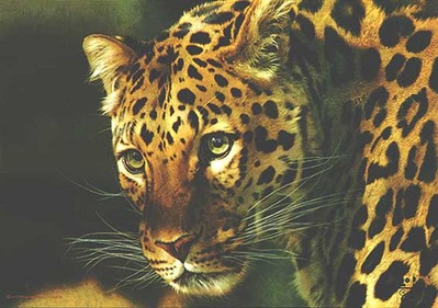 East Of The Sun – Chinese Leopard- Signed By The Artist								 – Canvas Lithograph
								 – Limited Edition
								 – 350 S/N
								 – 
								21 x 30