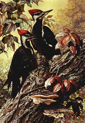 Forest Carpenter – Pileated Woodpecker- Signed By The Artist								 – Paper Lithograph
								 – Limited Edition
								 – 76 A/P
								 – 
								25 3/4 x 18