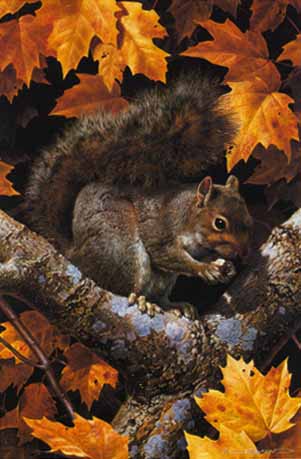 Golden Season – Gray Squirrel- Signed By The Artist								 – Paper Lithograph
								 – Limited Edition
								 – 950 S/N
								 – 
								18 1/4 x 12