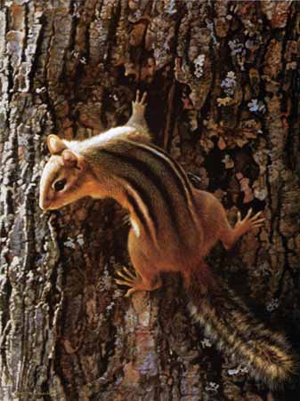 Narrow Escape – Chipmunk- Signed By The Artist								 – Paper Lithograph
								 – Limited Edition
								 – 1750 S/N
								 – 
								11 3/4 x 8 7/8