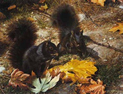 Northern Cousins – Black Squirrels- Signed By The Artist								 – Paper Lithograph
								 – Limited Edition
								 – 950 S/N
								 – 
								14 3/4 x 19 1/2