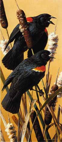 Red-Winged Blackbirds- Signed By The Artist								 – Paper Lithograph
								 – Limited Edition
								 – 950 S/N
								 – 
								12 1/2 x 5 1/2