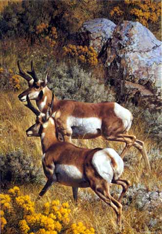 Roaming The Plains – Pronghorns- Signed By The Artist								 – Paper Lithograph
								 – Limited Edition
								 – 950 S/N
								 – 
								27 3/8 x 19