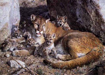 Rocky Camp – Cougar Family- Signed By The Artist								 – Canvas Giclee
								 – Limited Edition
								 – 180 S/N
								 – 
								27 x 37