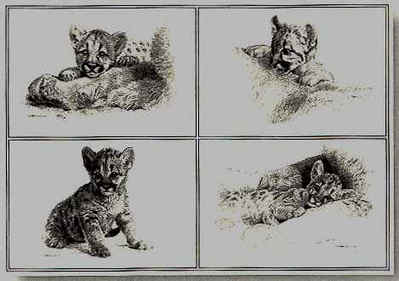 Rocky Camp Cubs- Signed By The Artist								 – Paper Lithograph
								 – Limited Edition
								 – 950 S/N
								 – 
								13 x 19