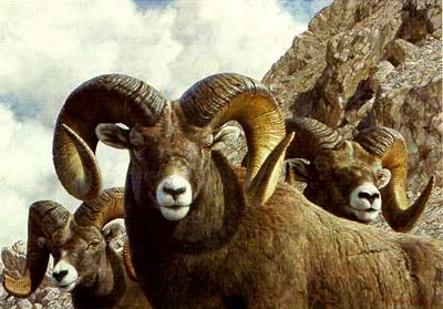 Rocky Kingdom – Bighorn Sheep- Signed By The Artist								 – Paper Lithograph
								 – Limited Edition
								 – 1750 S/N
								 – 
								21 1/2 x 30 3/4