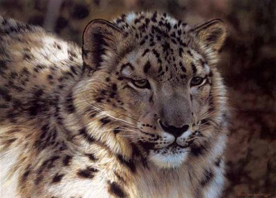 Snow Leopard Portrait- Signed By The Artist								 – Paper Lithograph
								 – Limited Edition
								 – 1750 S/N
								 – 
								11 3/8 x 15 5/8