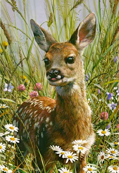 Spring Fawn- Signed By The Artist								 – Paper Lithograph
								 – Limited Edition
								 – 1500 S/N
								 – 
								12 1/4 x 8 1/2