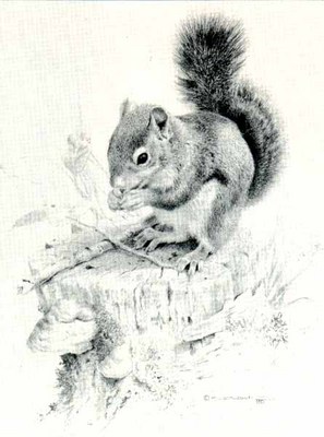 Squirrel’s Dish- Signed By The Artist								 – Paper Lithograph
								 – Limited Edition
								 – 1950 S/N
								 – 
								13 1/4 x 9 7/8