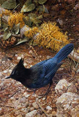 Steller’s Jay- Signed By The Artist								 – Paper Lithograph
								 – Limited Edition
								 – 1250 S/N
								 – 
								16 7/8 x 11 3/8