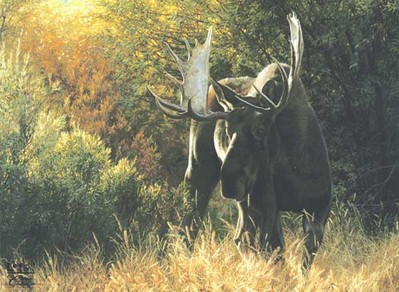 Sudden Encounter – Bull Moose- Signed By The Artist								 – Paper Lithograph
								 – Limited Edition
								 – 650 S/N
								 – 
								23 x 32