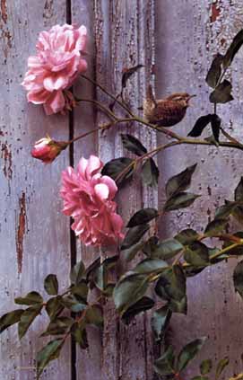 Summer Roses – Winter Wren- Signed By The Artist								 – Canvas Giclee
								 – Limited Edition
								 – 195 S/N
								 – 
								31 x 20