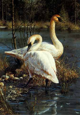 White Elegance – Trumpeter Swans- Signed By The Artist								 – Paper Lithograph
								 – Limited Edition AP
								 – 950 S/N
								 – 
								18 1/2 x 12 7/8