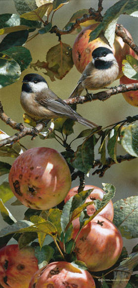 Chickadees And Apple Tree- Signed By The Artist								 – Canvas Giclee
								 – Limited Edition
								 – 40 A/P
								 – 
								19 x 9