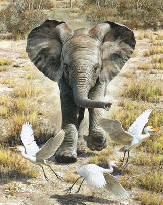 Flushing Egrets – Baby Elephant- Signed By The Artist								 – Paper Lithograph
								 – Limited Edition
								 – 650 S/N
								 – 
								17 1/4 x 13 7/8