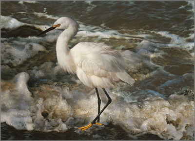 Island Shores – Snowy Egret- Signed By The Artist								 – Paper Lithograph
								 – Limited Edition
								 – 2500 S/N
								 – 
								20 5/8 x 28 3/8