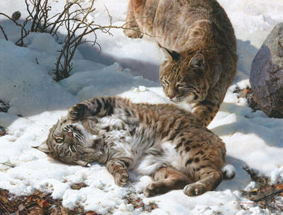 Love Is In The Air – Bobcats- Signed By The Artist								 – Canvas Giclee
								 – Limited Edition
								 – 40 A/P
								 – 
								26 x 34