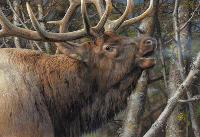 Mating Call – Bull Elk- Signed By The Artist								 – Paper Lithograph
								 – Limited Edition
								 – 950 S/N
								 – 
								10 x 14 1/2