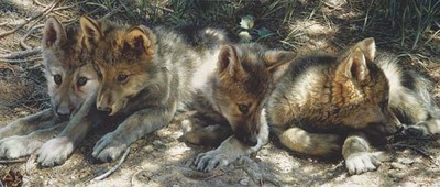 Pick Of The Pack- Signed By The Artist								 – Canvas Giclee
								 – Limited Edition
								 – 180 S/N
								 – 
								14 x 33