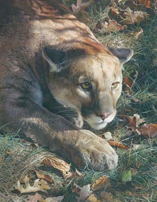 Stalking Cougar- Signed By The Artist								 – Canvas Giclee
								 – Limited Edition
								 – 180 S/N
								 – 
								36 x 28