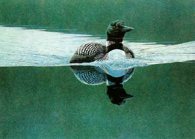 Breaking The Calm – Common Loon- Signed By The Artist								 – Paper Lithograph
								 – Limited Edition
								 – 290 S/N
								 – 
								20 x 27 5/8