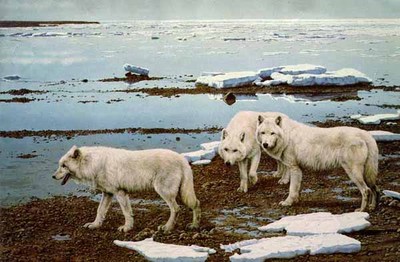 Tidal Flats – Arctic Wolves- Signed By The Artist								 – Paper Lithograph
								 – Limited Edition
								 – 550 S/N
								 – 
								19 1/2 x 29 1/4