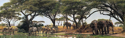 African Oasis- Signed By The Artist								 – Canvas Giclee
								 – Limited Edition
								 – A/P
								 – 
								19 x 60