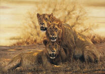 Hot Lions- Signed By The Artist								 – Canvas Giclee
								 – Limited Edition
								 – A/P
								 – 
								20 5/8 x 30