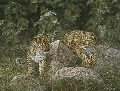 Leopard Cubs- Signed By The Artist								 – Paper Lithograph
								 – Limited Edition
								 – 1000 S/N
								 – 
								22 x 19