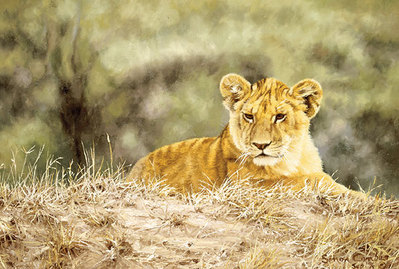 Lion Cub- Canvas Giclee
								 – Limited Edition
								 – 150 Limited
								 – 
								8 x 12