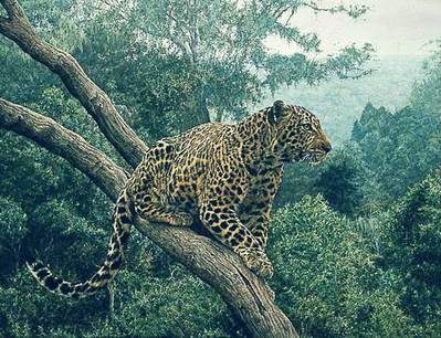 Solitary Hunter- Signed By The Artist								 – Paper Lithograph
								 – Limited Edition
								 – 1500 S/N
								 – 
								22 1/2 x 28 1/2