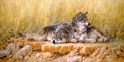 End Of Summer – Gray Wolves- Signed By The Artist								 – Paper Lithograph
								 – Limited Edition
								 – 950 S/N
								 – 
								16 1/4 x 32 1/2